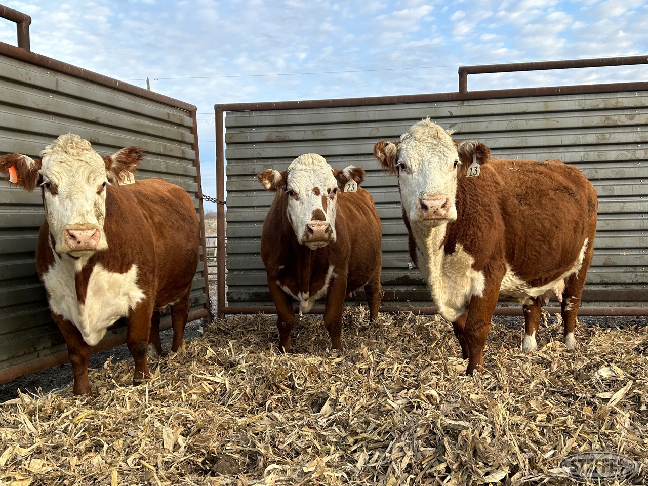 (3) Hereford cows